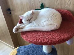 -猫腻·猫咖·撸猫馆(星光大道店)