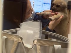 -瑞派康怡24h宠物医院·犬猫医疗中心·微创绝育(瑞景分院)
