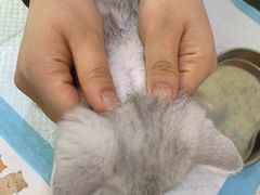 -萌兽医馆·宠物医院·猫骨科(创景店)