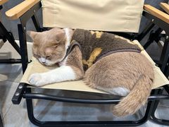 -伟伟宠物医院·CT影像中心·瑞派犬猫综合性门诊(汉口总院)