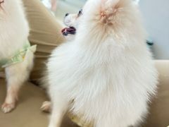 -怪兽屋·羊驼·猫咖·狗咖(俊华广场店)