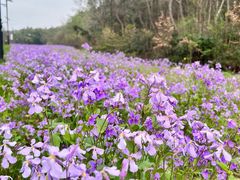 -南京市无想山景区