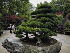 -南山植物园
