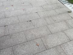 -金鸡湖景区