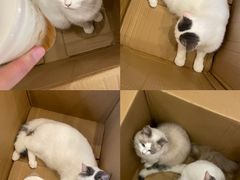 -猫咪派对(江南西店)