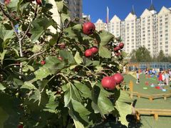 -立城苑小金星幼儿园