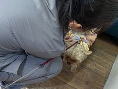 -中农大我爱我爱24h动物医院·中医针灸·猫专科·骨科医疗中心(双井店)