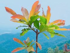 -素山寺森林公园