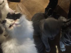 -共舞时光猫咖·狗咖(新街口店)