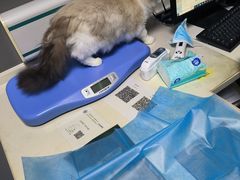 -关爱宠物医院·猫科中心·消化科(滨湖万达分院)