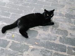 -喵屿·大理花园猫咖