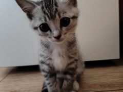 -有喵·猫咖·狗咖·30几只猫10只小狗(岗厦店)