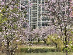 -广东花都湖国家湿地公园