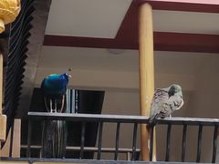 -都江堰普照寺