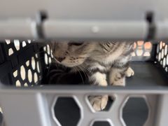 -瑞派福兴宠物医院犬猫全科·骨科·中西医结合(河东店)