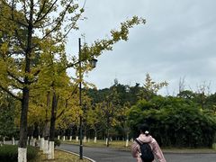 -铁山坪森林公园