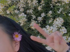 -鹅湖玫瑰文化园