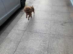 -哆趣宠物医院·眼科·内镜·急重症转诊中心(上海店)