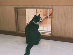 -猫和宫(六道口店)