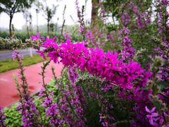 -永定河休闲森林公园