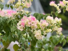 -莲花山公园