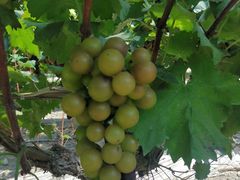 -南汇老顾农家乐采摘大团水蜜桃采摘店