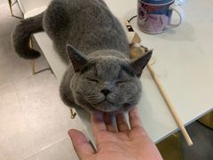 -飞行喵MR PILOT|猫舍·猫咖(静安大融城店)