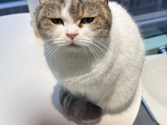 -怪兽屋·羊驼·猫咖·狗咖(俊华广场店)