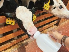 -光明牧业有限公司金山种奶牛场