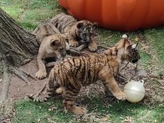 -西霞口神雕山野生动物世界