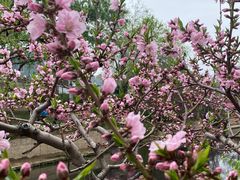 -元大都城垣遗址公园