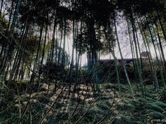 -灵隐飞来峰景区