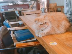 -有猫主题·治愈系猫咖(曾厝垵店)