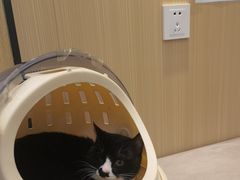 -瑞派·关忠动物医院·猫专科·犬专科(三环新城店)
