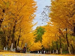 -长白岛森林公园