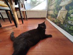 -猫小院猫主题咖啡厅(北锣店)