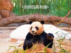 -广州长隆野生动物世界