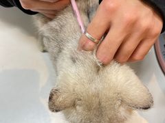 -御宝贝·A梦猫科宠物医院(国际猫友好医院)