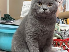 -关爱宠物医院·猫科中心·消化科(滨湖万达分院)