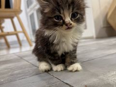 -楼上猫咖(罗湖店)