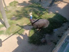 -西霞口神雕山野生动物世界