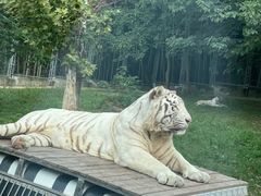-上海野生动物园