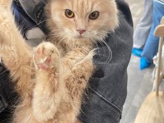-楼上猫咖(罗湖店)