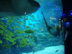 -烟台海昌鲸鲨海洋公园