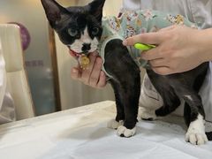 -宠爱国际动物医院·消化内科·心肾内科·ISFM猫友好(望京店)