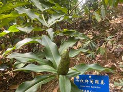 -中国科学院西双版纳热带植物园
