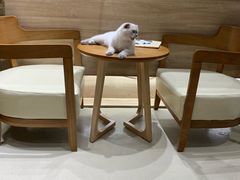 -藏猫猫咖啡主题馆(中央大道店)