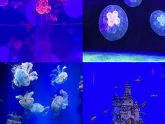 -海合安武汉极地海洋公园