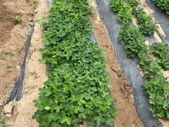 -庞各庄翠芳园西瓜蔬菜基地采摘园