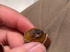 -阿男野栗王(金门路店)